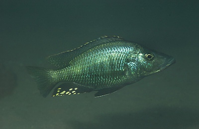 Stigmatochromis melanchros 'Mazinzi Reef'